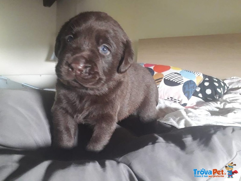 Labradors Cucciolata nera e Chocolate Disponibile - Foto n. 2