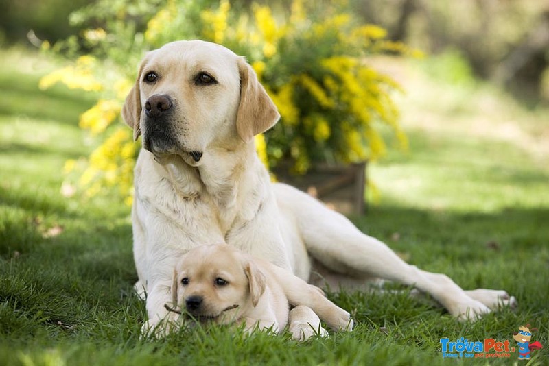 Cucciole di Labrador Retriever Miele - Foto n. 3