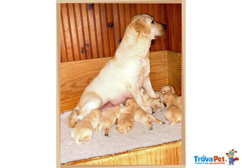 Cucciole di Labrador Retriever Miele - Foto n. 6
