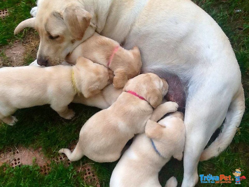 Cucciole di Labrador Retriever Miele - Foto n. 7