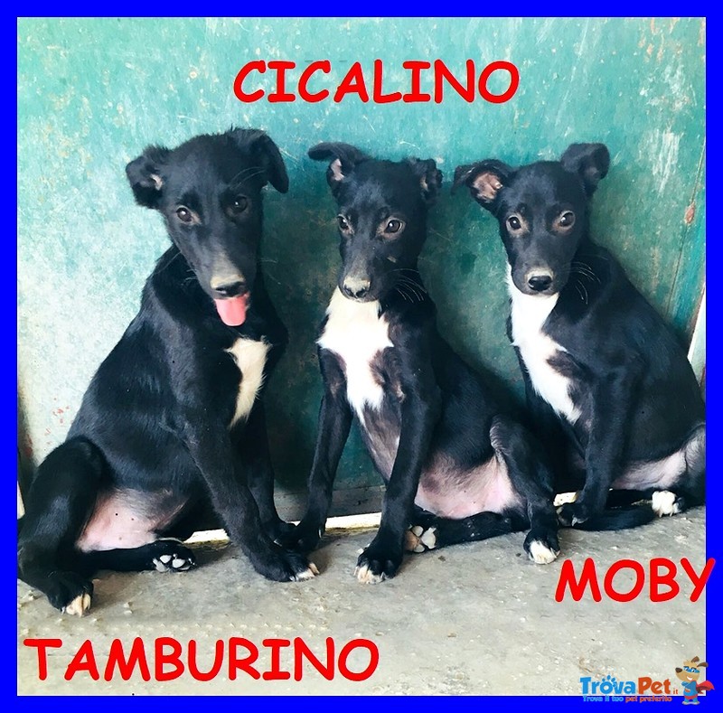 Tamburello Cicalino moby Cuccioli 4 mesi Abbandonati in Campagna - Foto n. 1