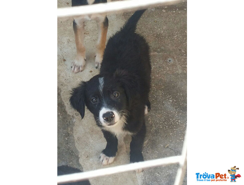 Sandokan e James, Cuccioli 3 Mesi, Futura Taglia Media, in Cerca di una casa per Sempre - Foto n. 1