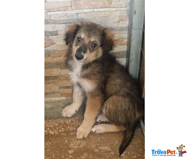 Sandokan e James, Cuccioli 3 Mesi, Futura Taglia Media, in Cerca di una casa per Sempre - Foto n. 2