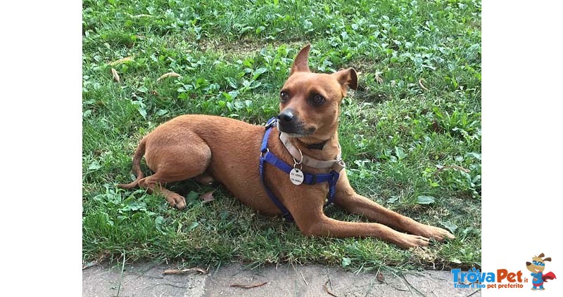 Ragu’, Adozione del Cuore!!!! Pinscher 6 kg per 3 Anni, Un’odissea Senza Fine, Cerca Casa - Foto n. 3