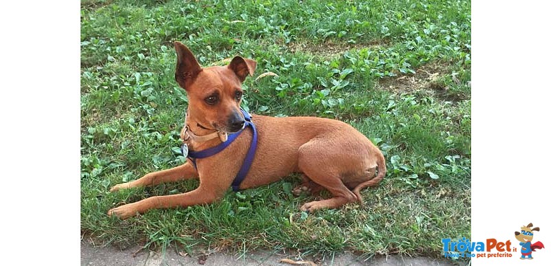 Ragu’, Adozione del Cuore!!!! Pinscher 6 kg per 3 Anni, Un’odissea Senza Fine, Cerca Casa - Foto n. 4