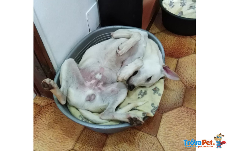 Ercole, Incrocio Labrador, 6 Mesi, una Bonta' Fatta a Misura, Cerca Casa - Foto n. 3