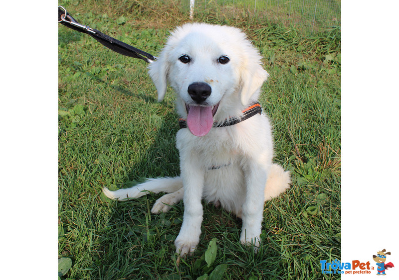 Fiocco, Splendido Cucciolo, Incrocio Golden/maremmano, in Gabbia da 1 Mese, Cerca Casa - Foto n. 1