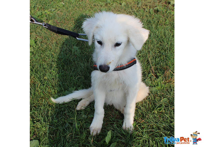 Fiocco, Splendido Cucciolo, Incrocio Golden/maremmano, in Gabbia da 1 Mese, Cerca Casa - Foto n. 2