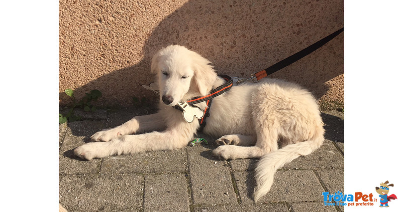 Fiocco, Splendido Cucciolo, Incrocio Golden/maremmano, in Gabbia da 1 Mese, Cerca Casa - Foto n. 3