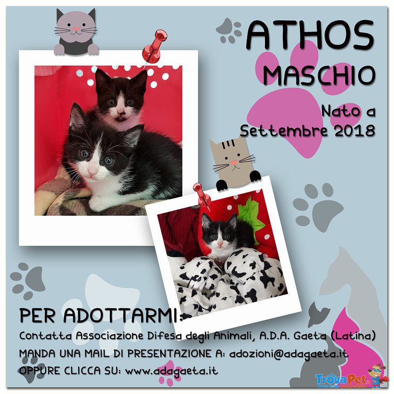 Stupendi Gattini Bianchi e Neri: Athos e Portos - Foto n. 7