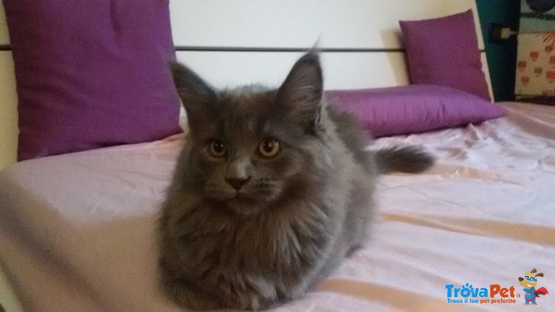 Cuccioli di Maine Coon - Foto n. 7