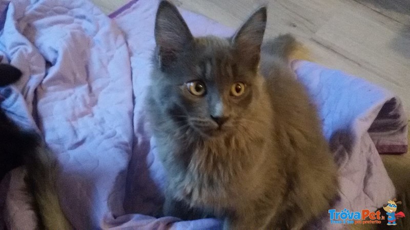 Cuccioli di Maine Coon - Foto n. 9