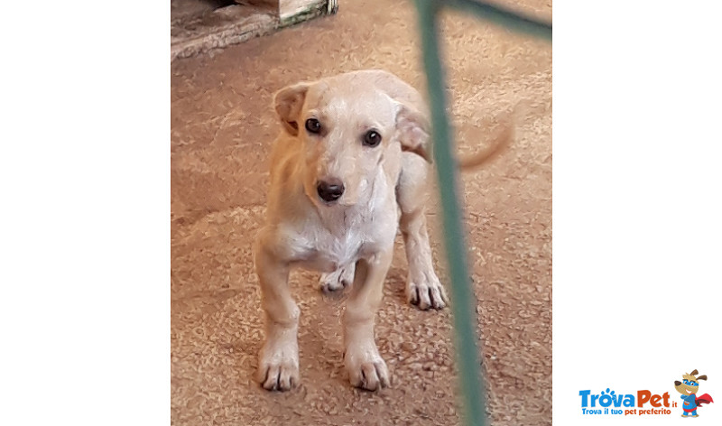 Viola, Cucciola di 3 Mesi, Taglia Medio Piccola, Cerca Casa - Foto n. 1