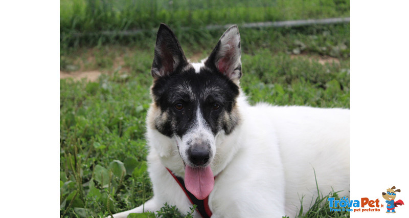 Lea, 2/3 anni Circa, Incrocio Lupetto. Cerca una casa per Sempre! - Foto n. 2