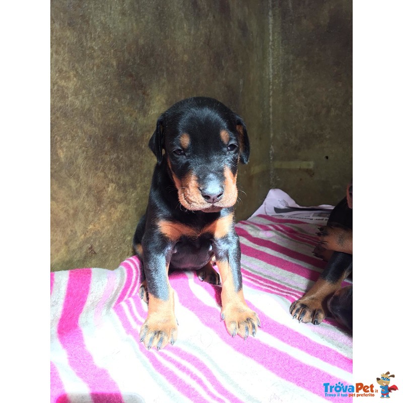 Cucciolata Dobermann alta Genealogia - Foto n. 2