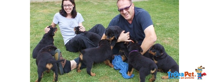 Cuccioli di Rottweiler alta Genealogia - Foto n. 1