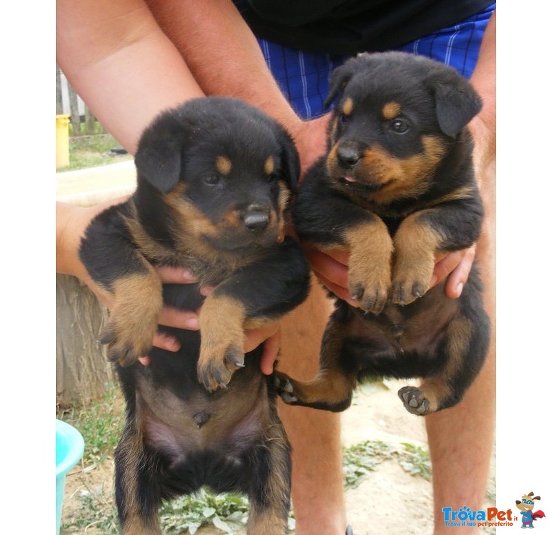 Cuccioli di Rottweiler alta Genealogia - Foto n. 2