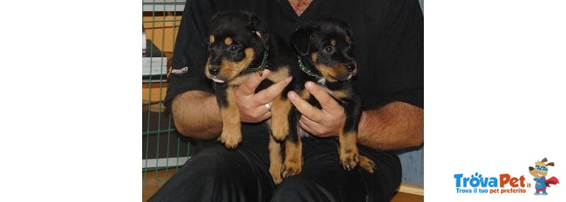 Cuccioli di Rottweiler alta Genealogia - Foto n. 3