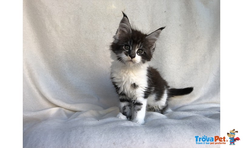 Bellissimi Cuccioli di Maine Coon - Foto n. 1