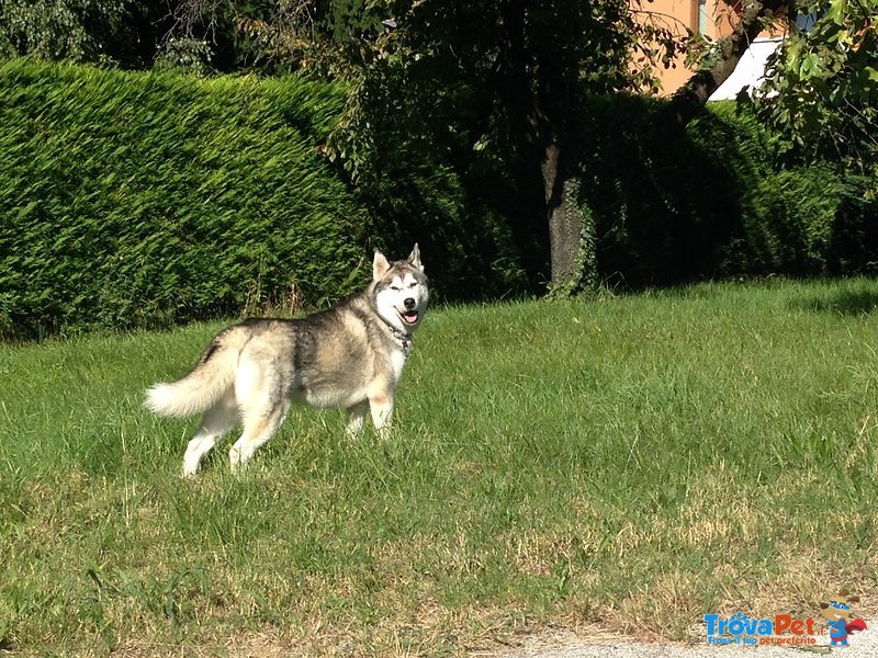 Siberian Husky Maschio con Pedegree per Monta - Foto n. 2