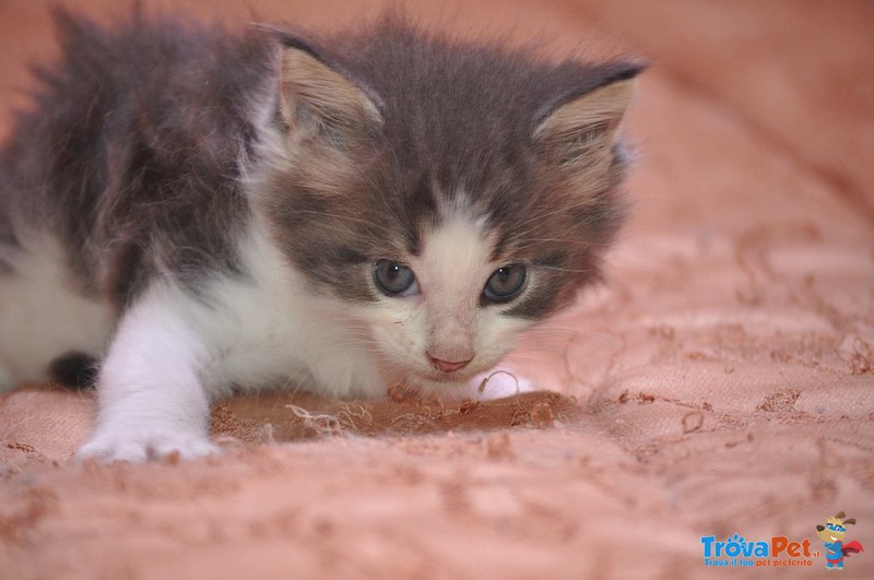 Cuccioli di Maine Coon - Foto n. 4