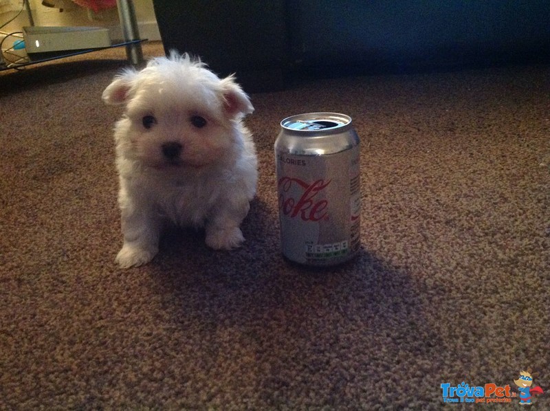 Cuccioli Maltese - Foto n. 1