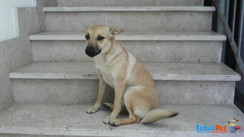 Cagnolina Cerca Casa!!! - Foto n. 1