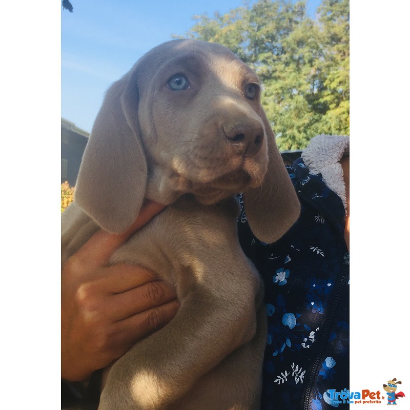 Cuccioli Weimaraner Pronti Ritiro - Foto n. 1