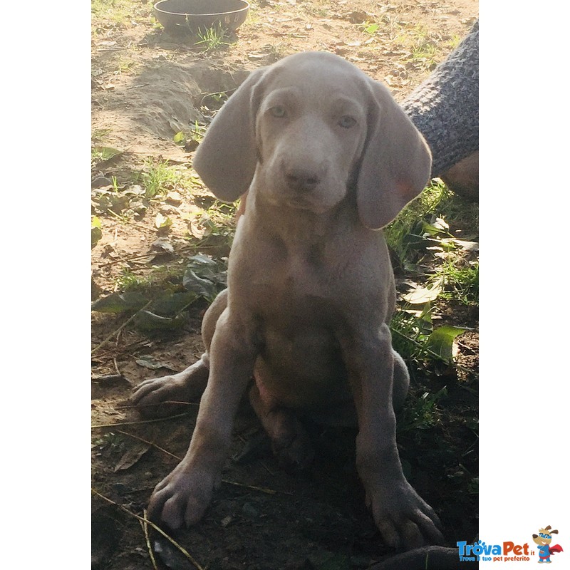 Cuccioli Weimaraner Pronti Ritiro - Foto n. 2