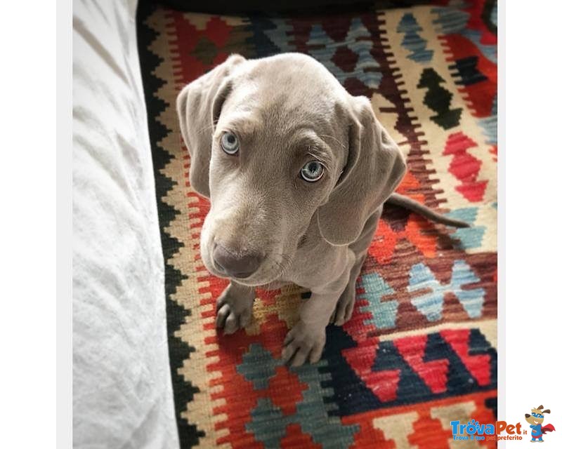 Cuccioli Weimaraner Pronti Ritiro - Foto n. 3