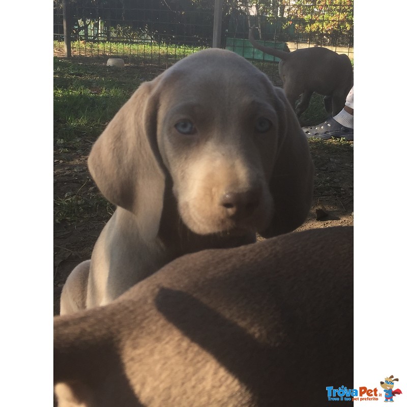 Cuccioli Weimaraner Pronti Ritiro - Foto n. 4