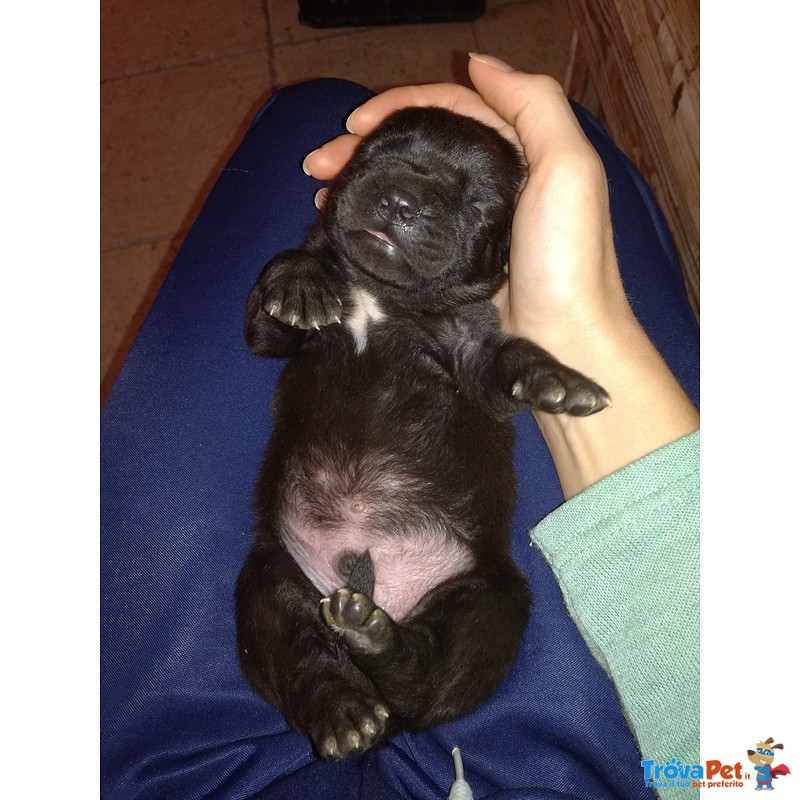 Cuccioli cane Corso - Foto n. 3