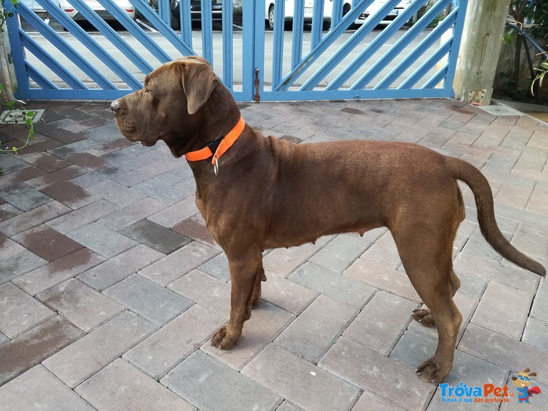 Cuccioli cane Corso - Foto n. 4