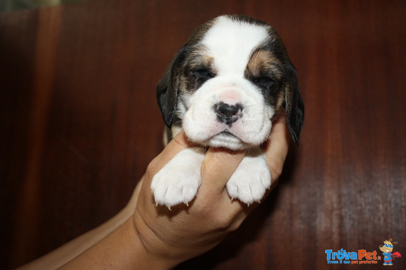 Beagle con Pedigree Esenti gene mls (genitori Testati) - Foto n. 1