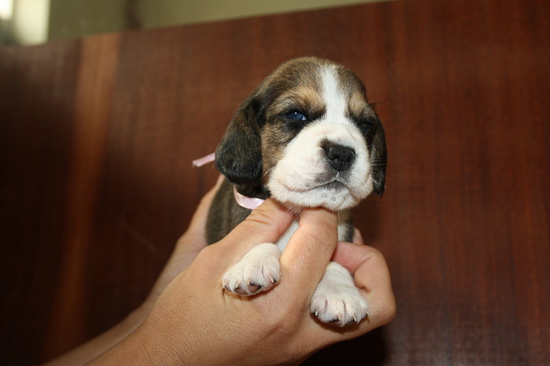 Beagle con Pedigree Esenti gene mls (genitori Testati) - Foto n. 2