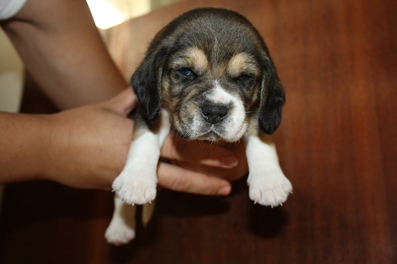 Beagle con Pedigree Esenti gene mls (genitori Testati) - Foto n. 3