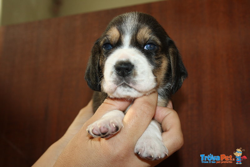 Beagle con Pedigree Esenti gene mls (genitori Testati) - Foto n. 4