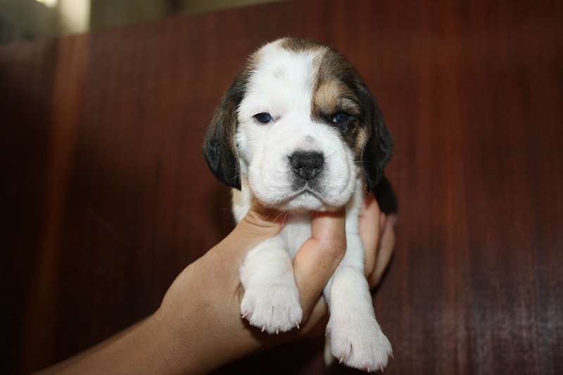 Beagle con Pedigree Esenti gene mls (genitori Testati) - Foto n. 5