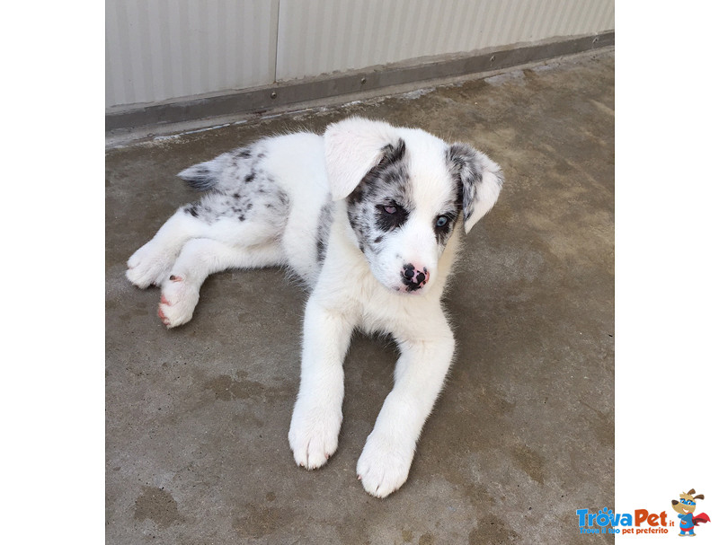 Adozione del Cuore!!! Azzurra, 3 Mesi, mix Pastore Australiano, Quasi Sorda e con un Occhietto Atrof - Foto n. 1