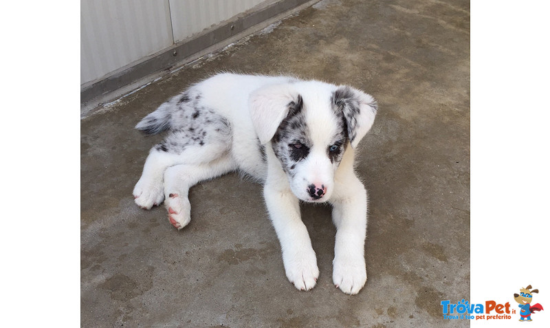 Adozione del Cuore!!! Azzurra, 3 Mesi, mix Pastore Australiano, Quasi Sorda e con un Occhietto Atrof - Foto n. 2