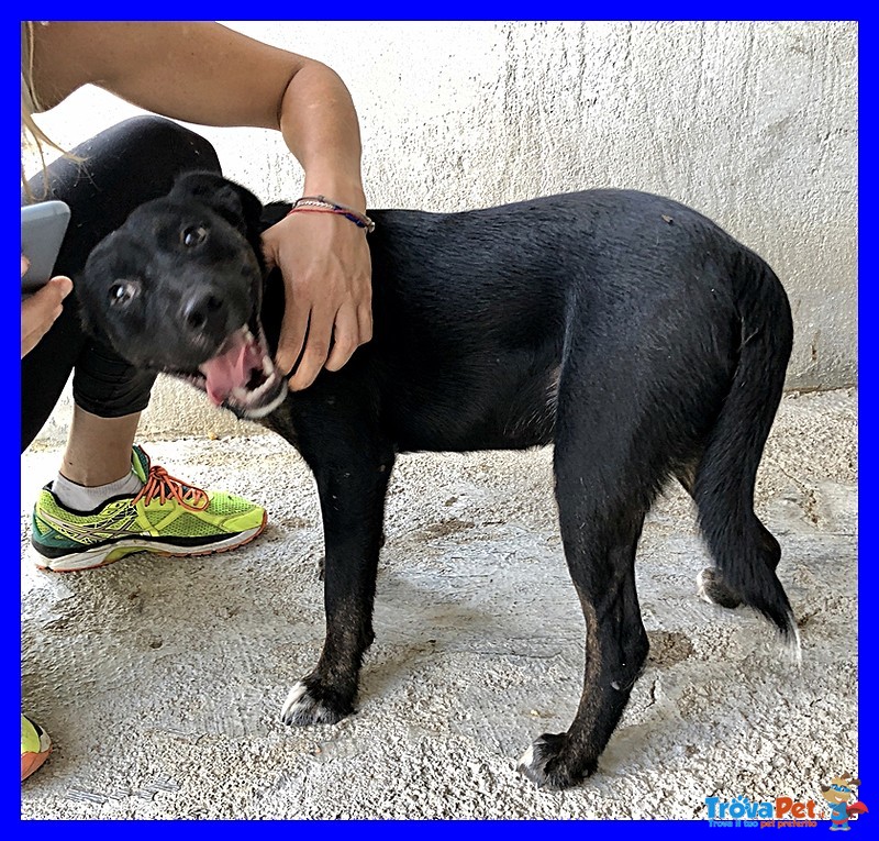 Toby Cucciolone Molossetto Coccolone Abbandonato con il Collare Addosso - Foto n. 2