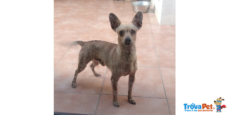 Micro, Bellissimo Pinscher 3 Anni, 4/5 kg, Neppure L’essere di Razza gli ha Risparmiato L’abbandono, - Foto n. 3