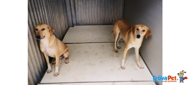 Mila e Maya, in Canile da Quando sono Cucciole, Ergastolane Senza Speranza, Cercano Casa, Aiutiamole - Foto n. 2