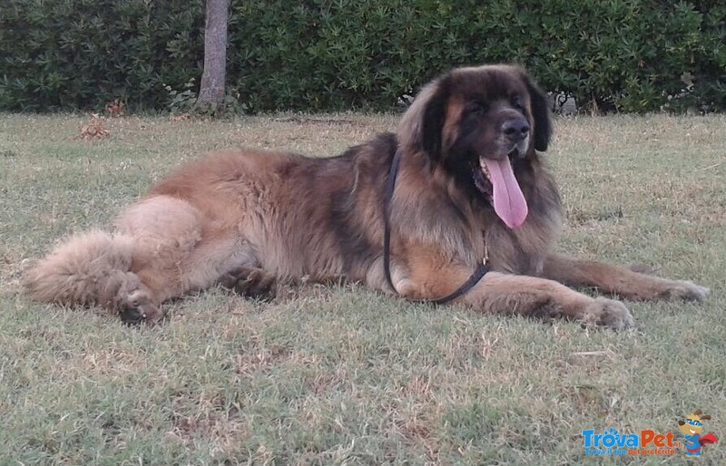 Cuccioli di Leonberger - Foto n. 1