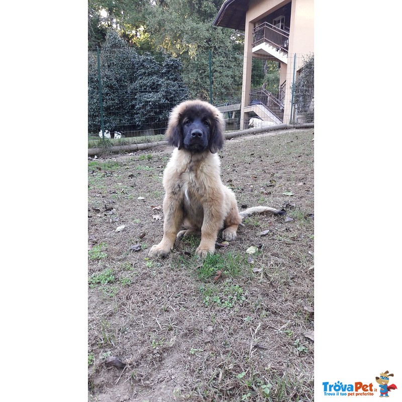 Cuccioli di Leonberger - Foto n. 2