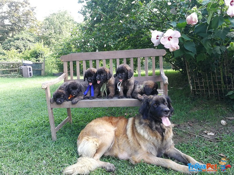 Cuccioli di Leonberger - Foto n. 3