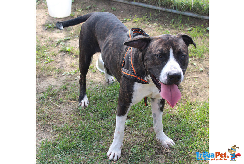 Rambo, Incrocio Pitbull di Circa 2 Anni, Abbandonato a se Stesso il Piccolo box lo sta Distruggendo, - Foto n. 2