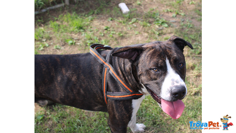 Rambo, Incrocio Pitbull di Circa 2 Anni, Abbandonato a se Stesso il Piccolo box lo sta Distruggendo, - Foto n. 3