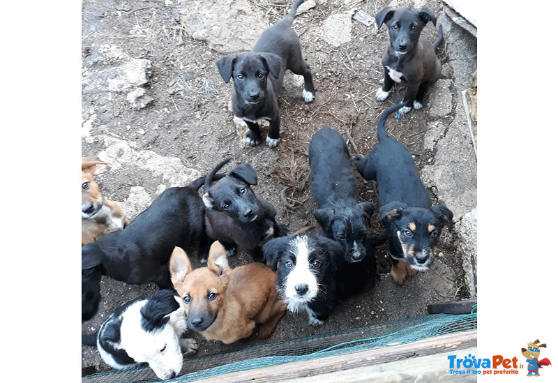 22 Cuccioli di 3 Mesi, Pronti a Lasciare L’inferno per Partire Verso il Nord, Cercano casa per Sempr - Foto n. 1