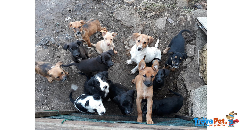 22 Cuccioli di 3 Mesi, Pronti a Lasciare L’inferno per Partire Verso il Nord, Cercano casa per Sempr - Foto n. 3